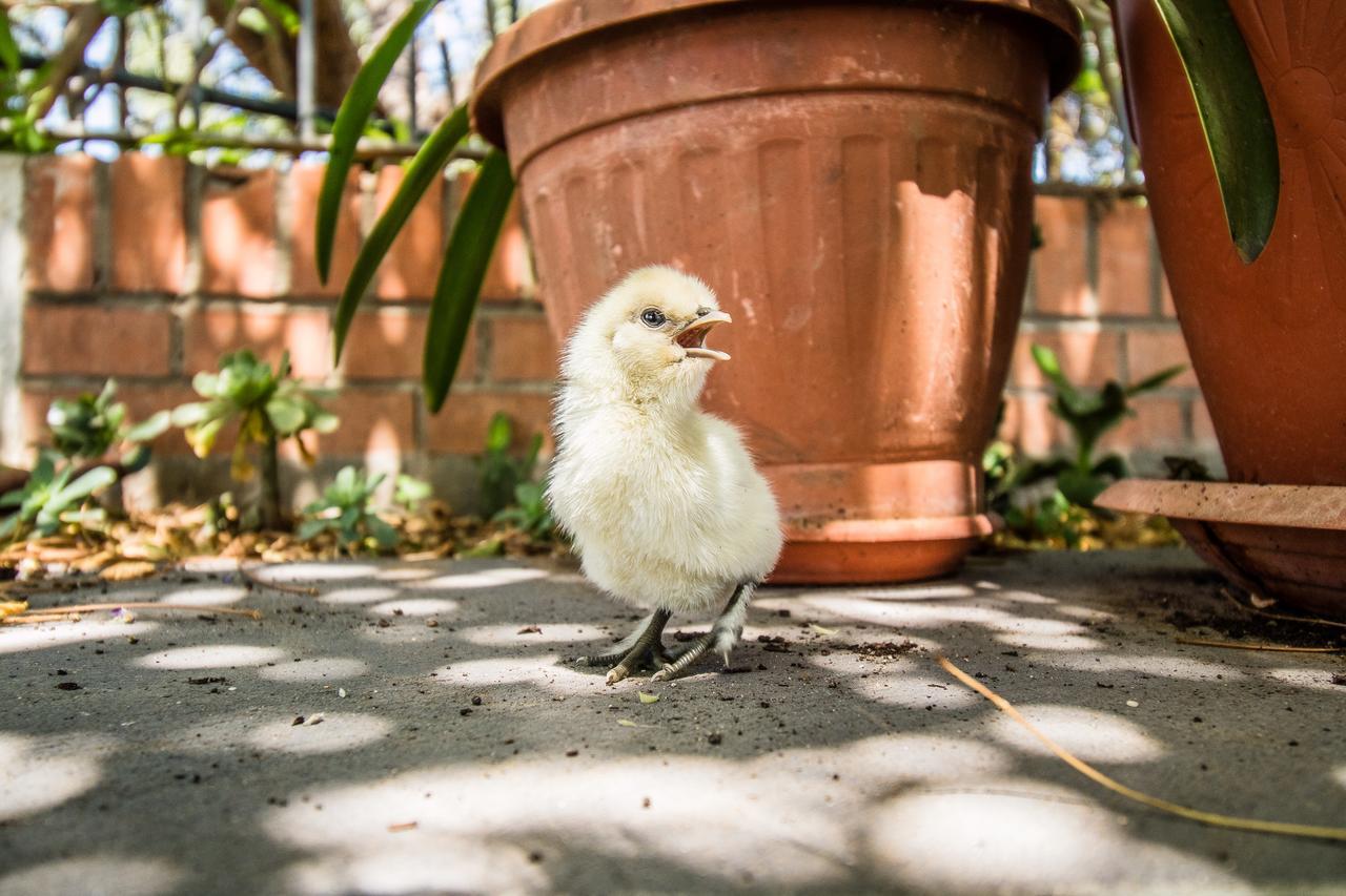 Il Gallo Con Gli Stivali Termoli Luaran gambar