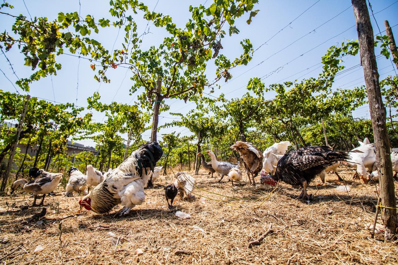 Il Gallo Con Gli Stivali Termoli Luaran gambar