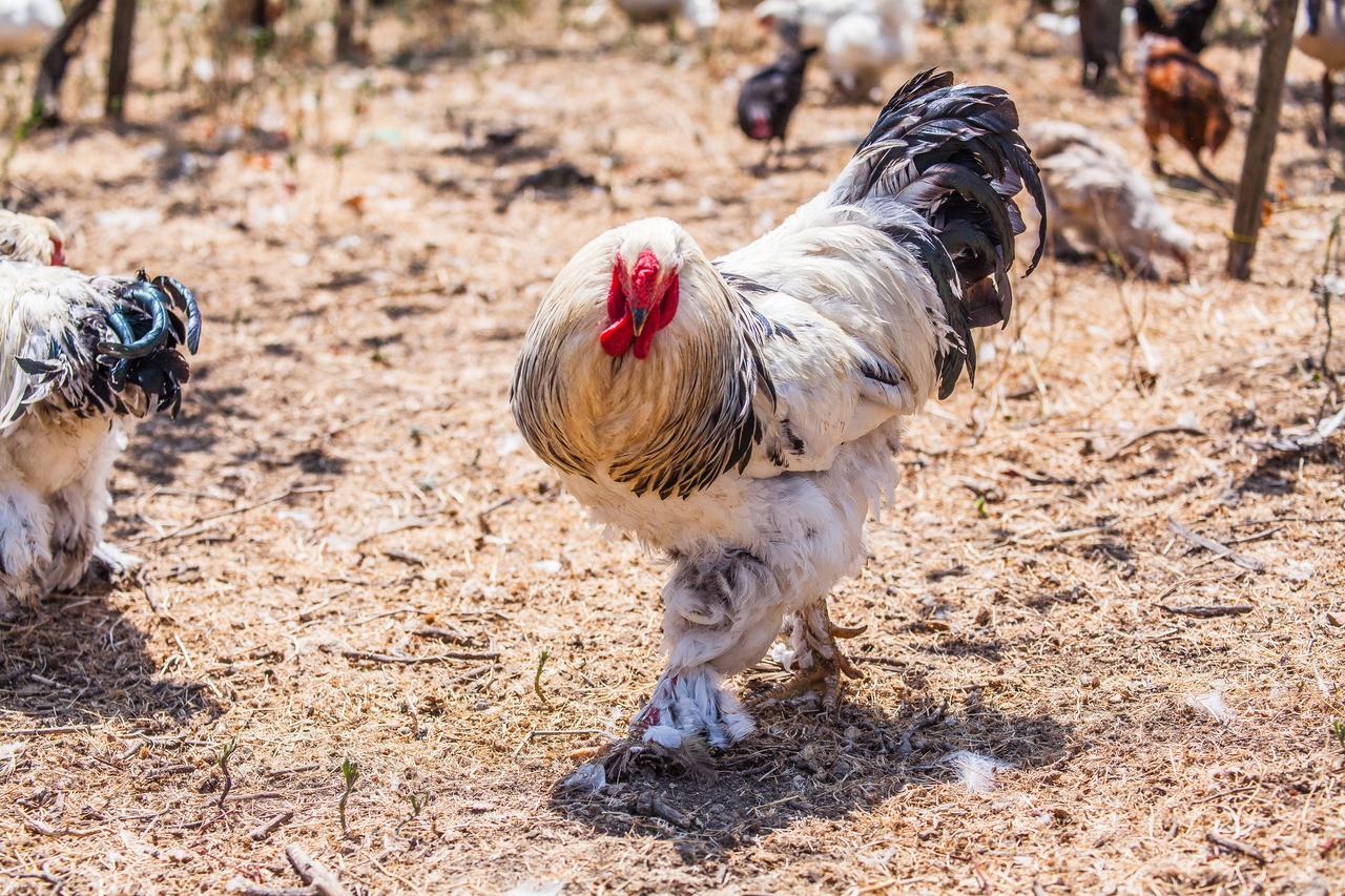 Il Gallo Con Gli Stivali Termoli Luaran gambar