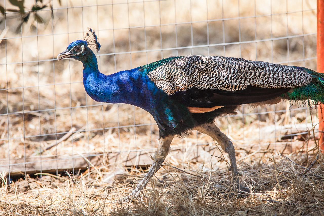 Il Gallo Con Gli Stivali Termoli Luaran gambar