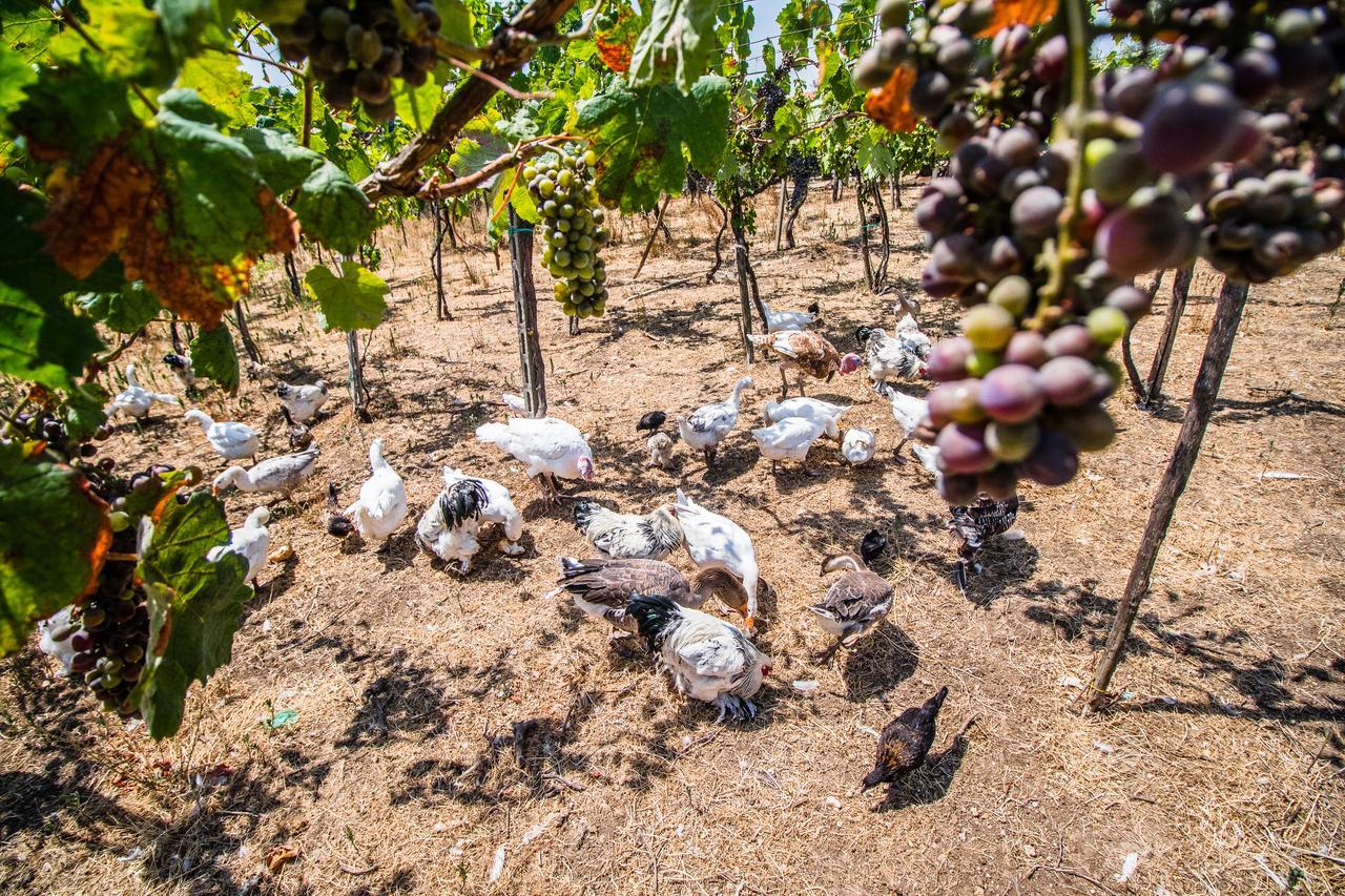 Il Gallo Con Gli Stivali Termoli Luaran gambar