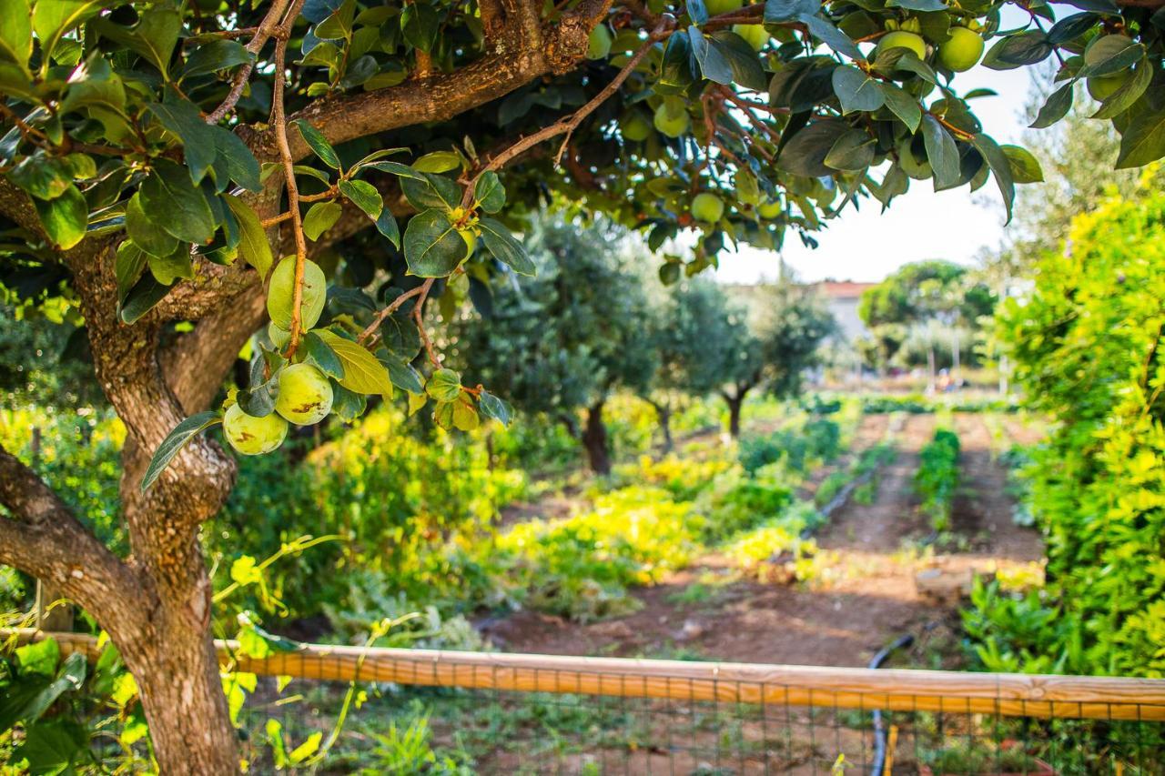 Il Gallo Con Gli Stivali Termoli Luaran gambar