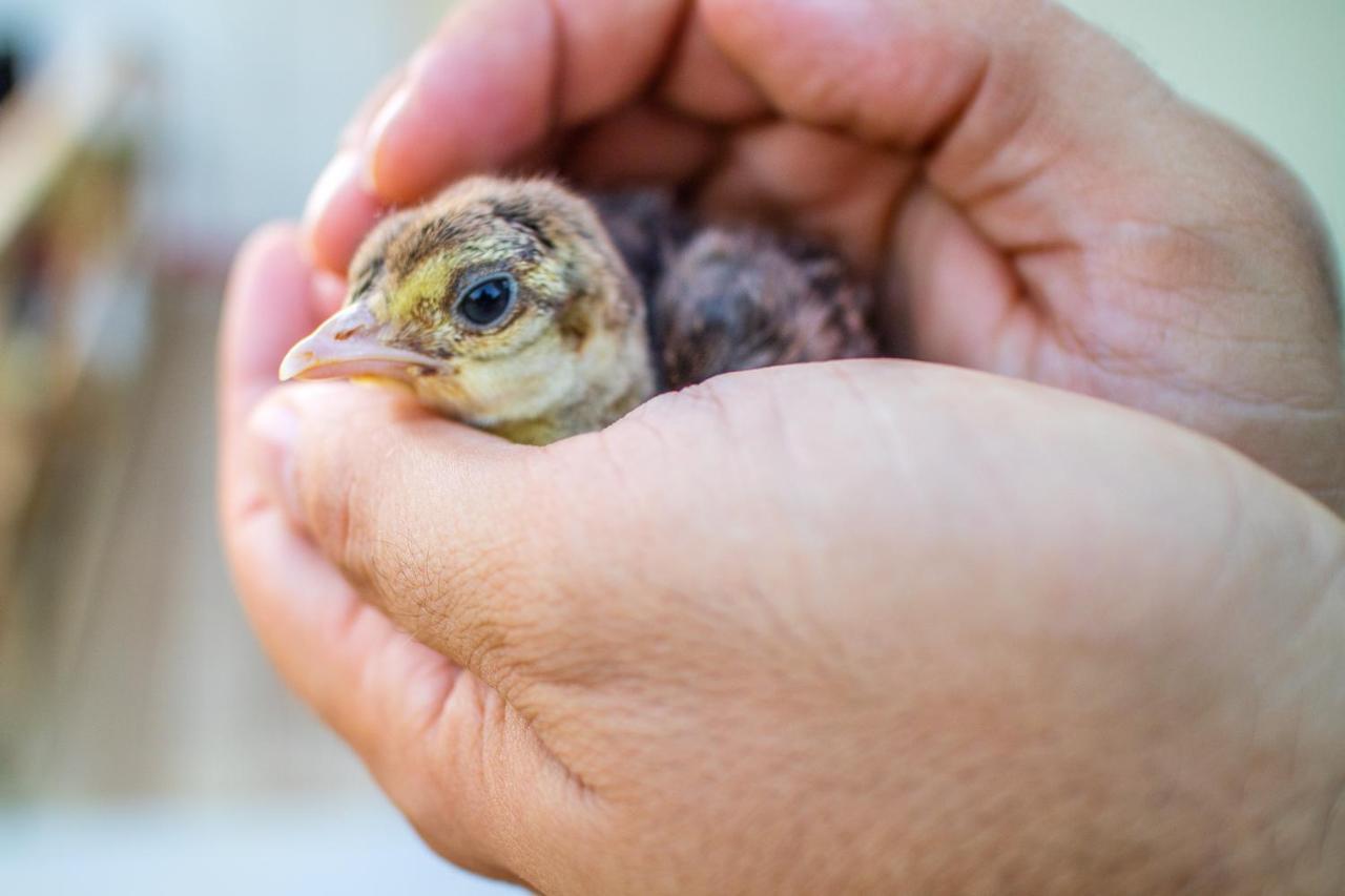 Il Gallo Con Gli Stivali Termoli Luaran gambar