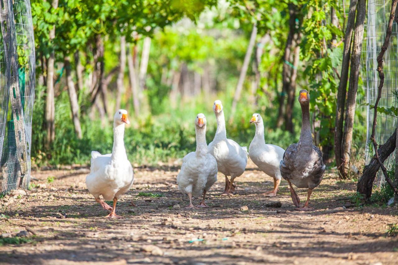 Il Gallo Con Gli Stivali Termoli Luaran gambar