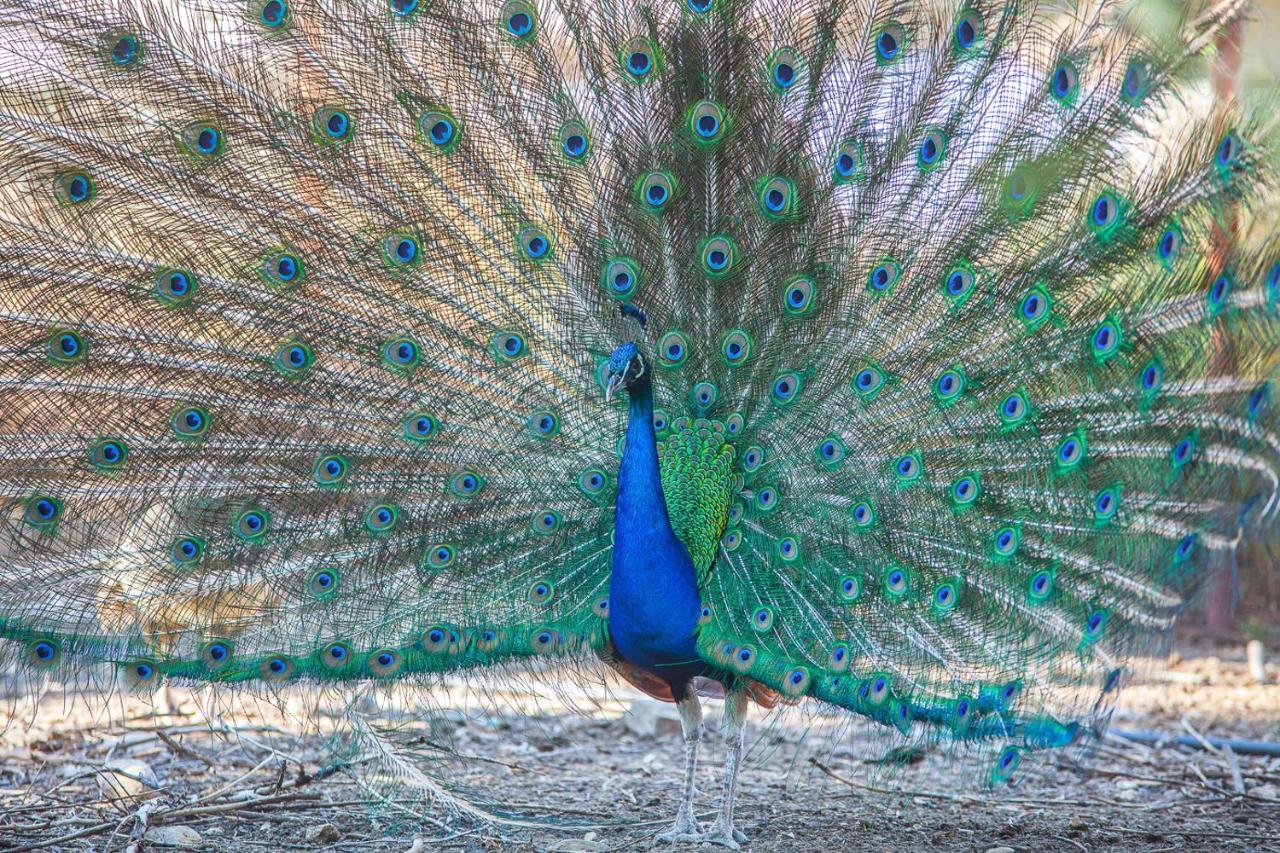 Il Gallo Con Gli Stivali Termoli Luaran gambar