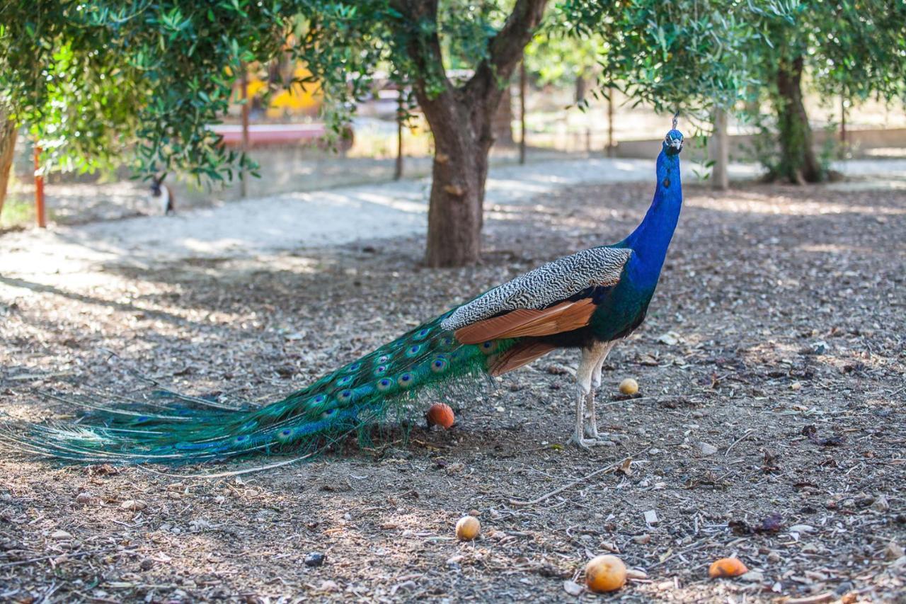 Il Gallo Con Gli Stivali Termoli Luaran gambar