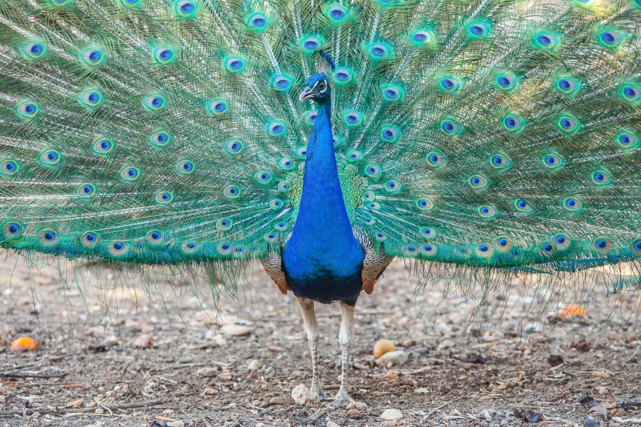 Il Gallo Con Gli Stivali Termoli Luaran gambar