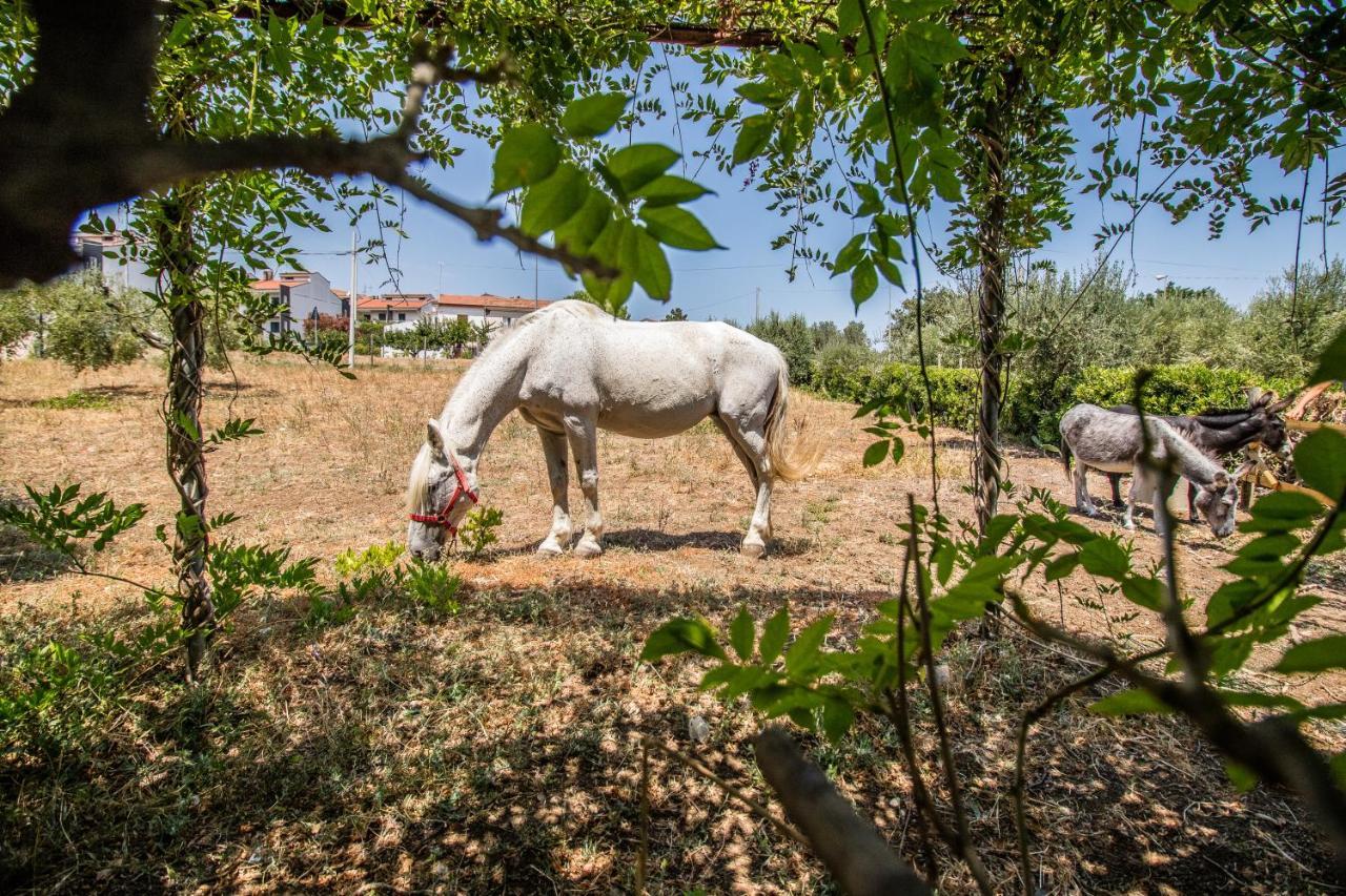 Il Gallo Con Gli Stivali Termoli Luaran gambar