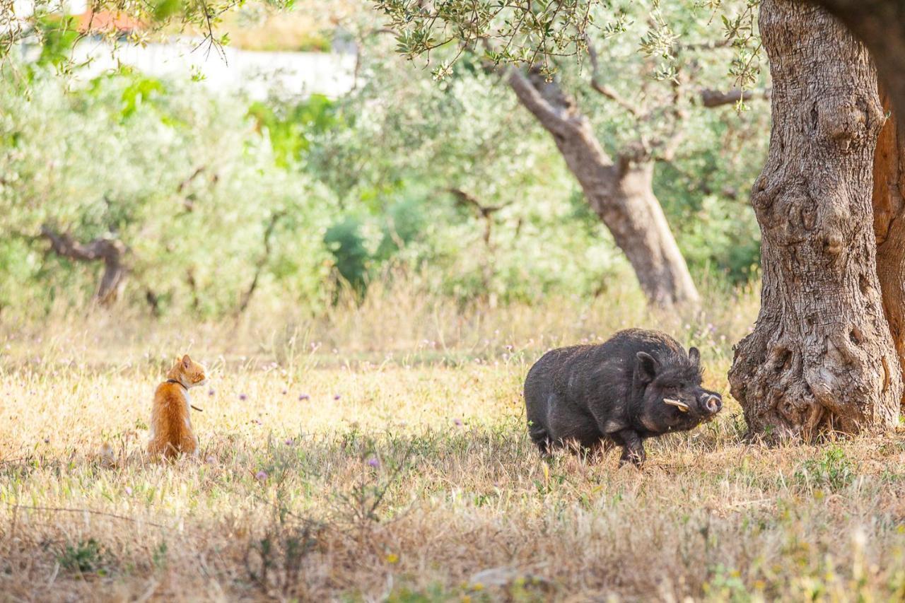 Il Gallo Con Gli Stivali Termoli Luaran gambar
